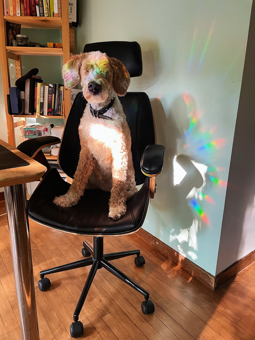 Tired of Beeing Sun Catcher - Octopied Mind